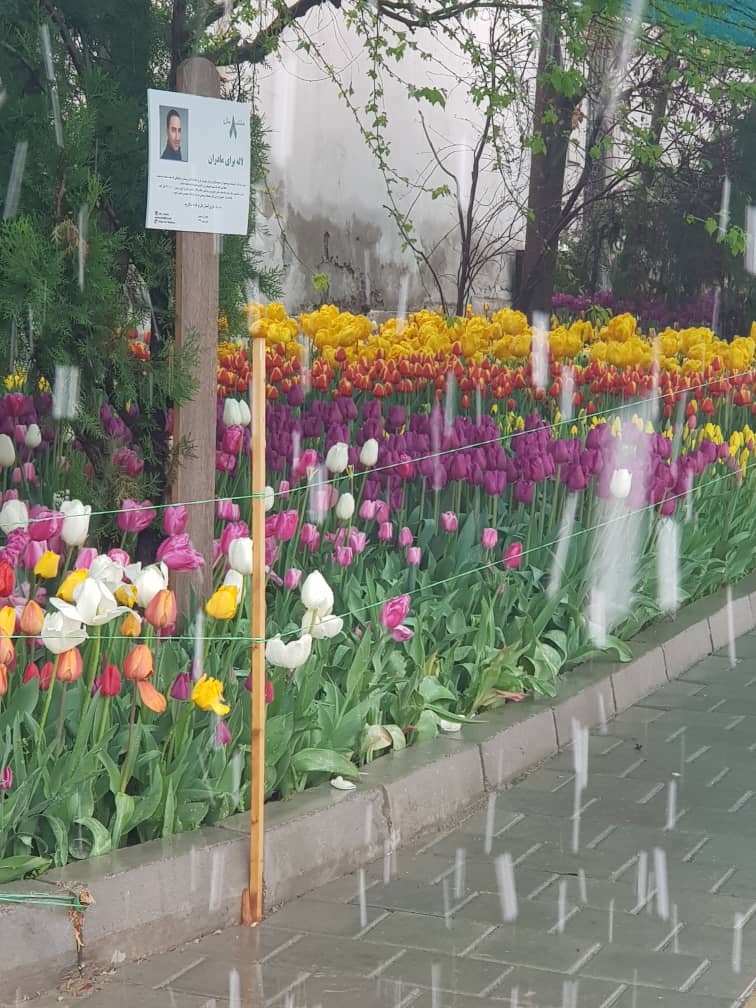 بازدید شهردار محترم تهران از پیاده راه لاله برای مادران ( فروردین 99 )